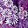 Rich Violet Blooming