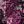 Dark Berry Rose