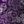 Purple Rose Paisley
