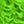 Fluorescent Green