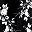 Black Ivory Floral