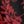 Black Red Leaves