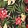 Black Tropical Floral