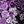 Purple Rose Paisley