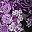Purple Rose Paisley