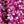 Berry Multi Speckle