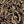 Brown Sugar Paisley