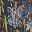 Black Lilac Floral