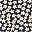 Navy White Daisy