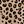 Classic Leopard