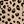 Classic Leopard