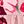 Big Pink Flower