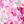 Pink Rose