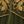 Army