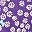 Plum Burst Daisy