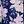 Contessa Floral