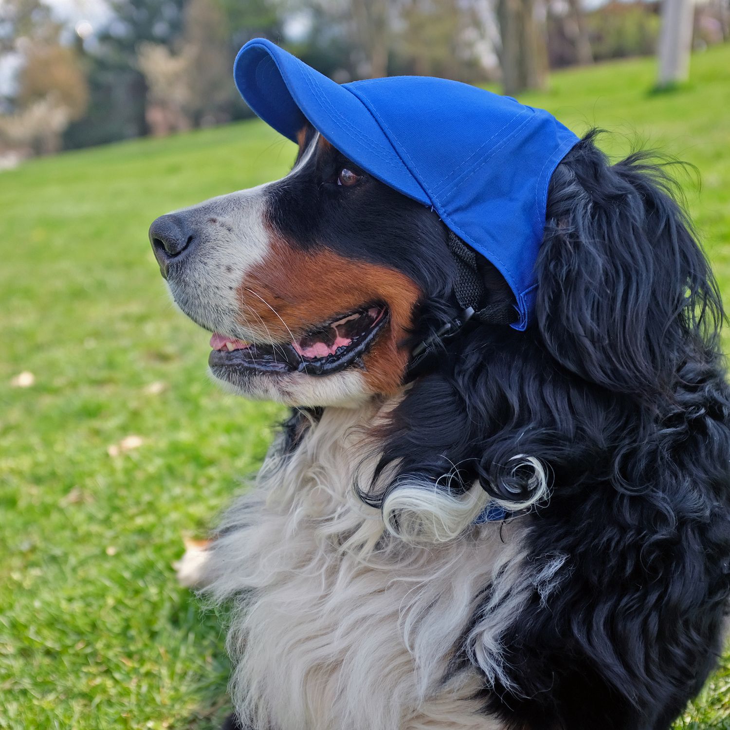 Dog Sun Hat Rainbow Dog Baseball Cap With Ear Holes - Adjustable Sun Protection Pet Hat Small Medium Dog Summer Accessories