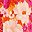 Pink Multi Floral