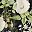 Black White Floral
