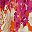 Pink Multi Floral