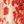 Light Coral Floral