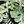 Green Multi Fern