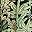 Green Multi Fern