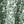 Ivory Green Ditsy