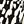 Black Ivory Print