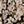 Black Ivory Floral