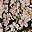 Black Ivory Floral