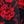 Black Vivid Red Floral