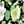 Black Green Floral