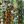 Green Multi Floral