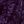 Midnight Violet