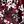 Burgundy Graphic