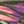 Grape Leaf Tropical