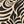 Khaki Scroll