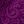 Purple Tulip