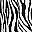 Black Zebra