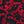 Vivid Red Paisley
