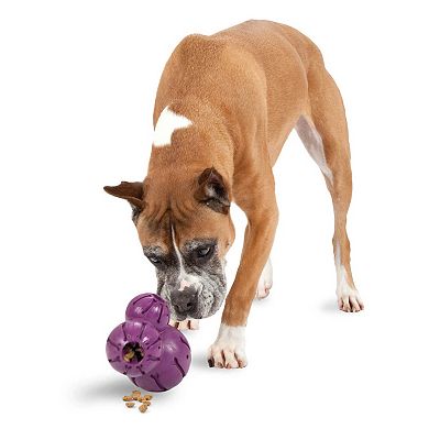 PetSafe® Busy Buddy® Medium Barnacle