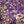 Purple And Gold