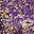 Purple And Gold