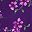 Radiant Purple Soft