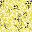 Primrose Yellow Leaf