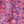 Periwinkle Raspberry