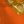 Orange Blaze