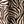 Ivory Watercolor Zebra