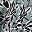 Grey Spruce Botanical